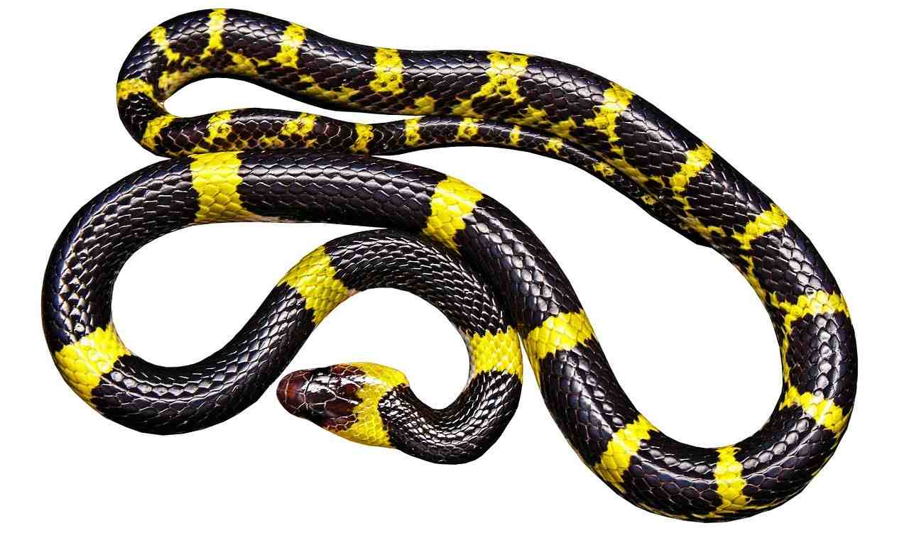 serpent, noir jaune, non toxique