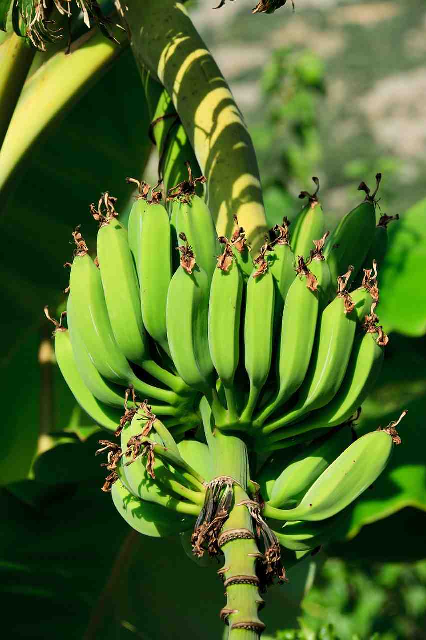 bananes, direction générale de la, bouquet