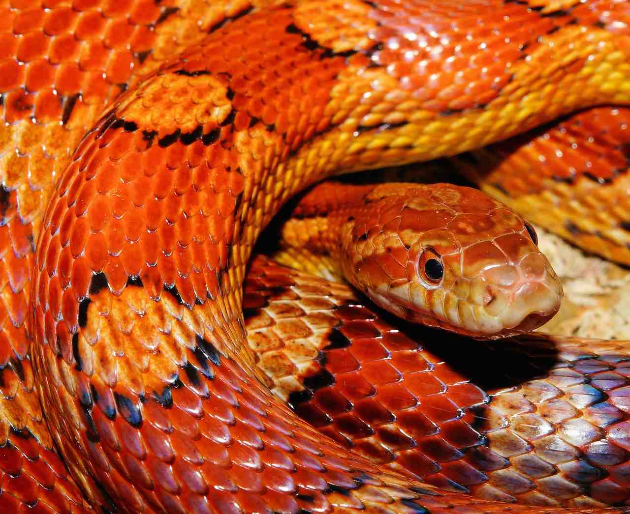 serpent, serpent de maïs, reptile